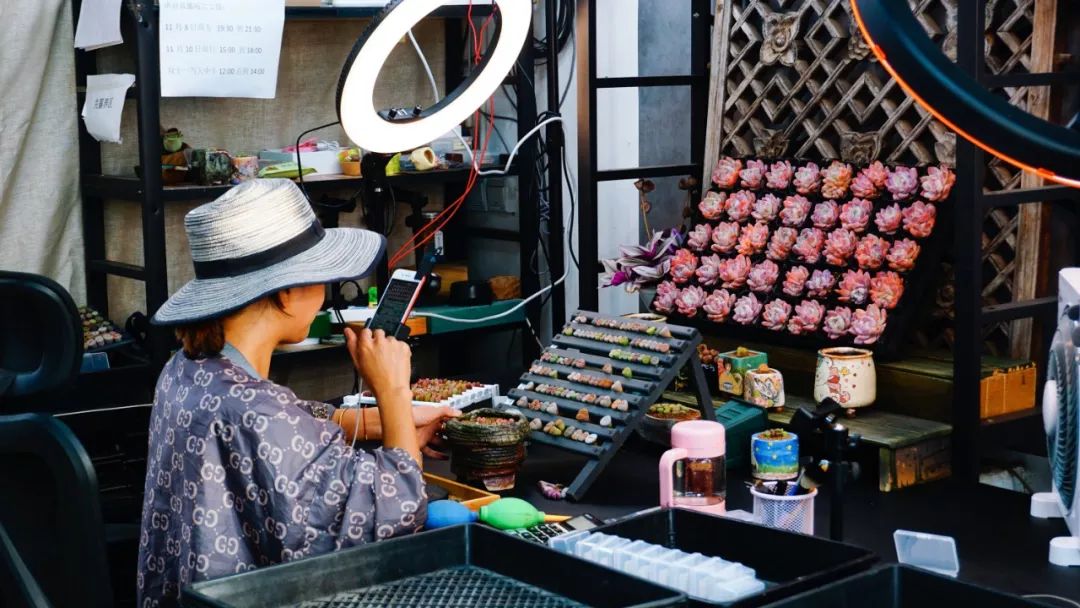 直播卖多肉上百元,小伙卖多肉年入百万