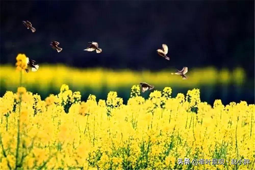 踏春寻美景,踏春赏花梯田漫步