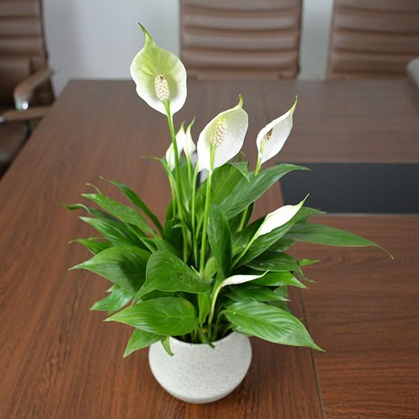 这6种花能净化空气还能杀菌,室内吸甲醛最好的10种花