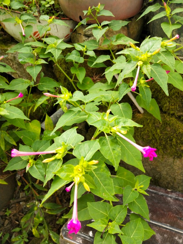 （紫茉莉）植物界中最好的首饰