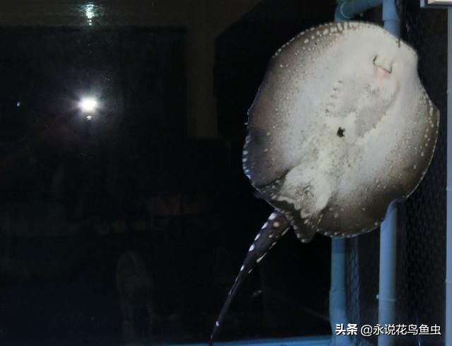 魟鱼的观赏价值,2023年魟鱼价格趋势