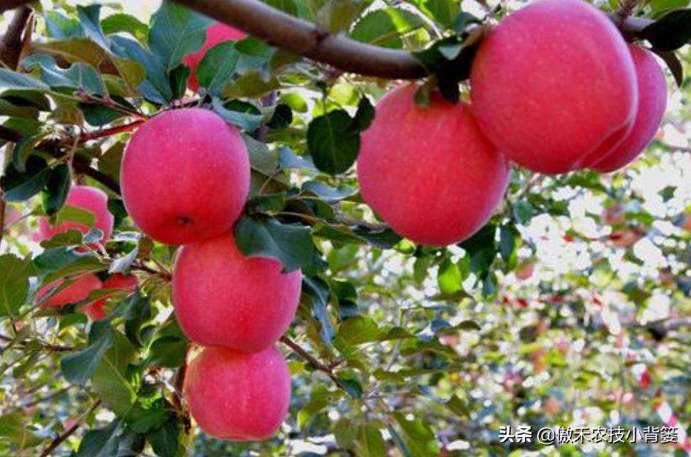 苹果缺锌易患小叶病,苹果小叶病缺镁缺锌