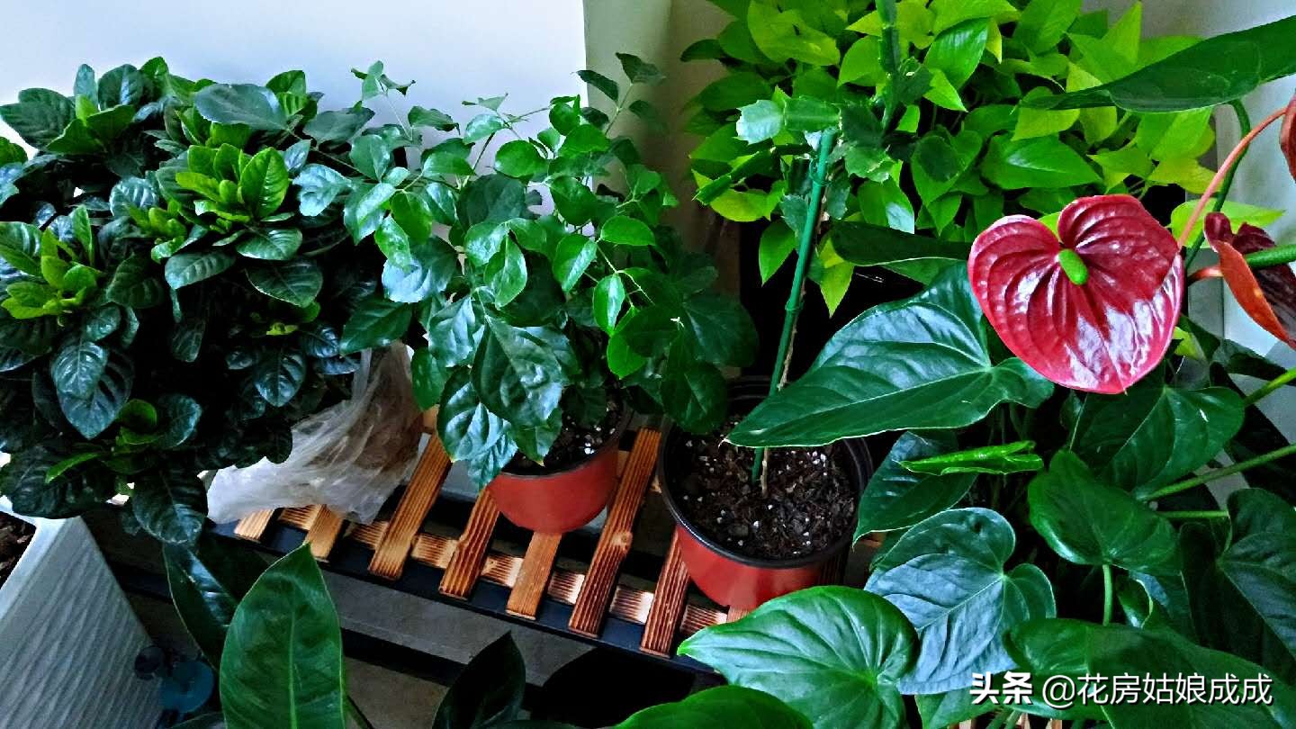 过年回去家里的花怎么办,过年花花草草怎么浇水