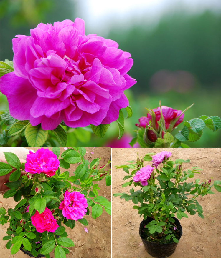 人养花花养人下句,什么花好养活又好看还可以吃的