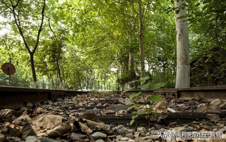 济南的法国梧桐,济南梧桐树美景