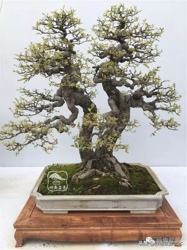 榆树盆景何时修剪最好,盆景怎样修剪最好看