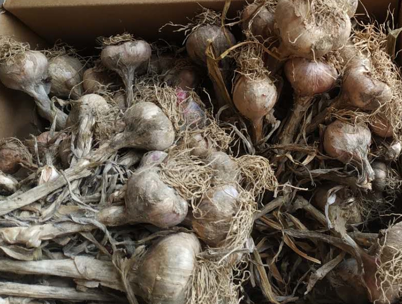 空气能烘干机烘干蔬菜,空气炸锅能不能烘干大蒜