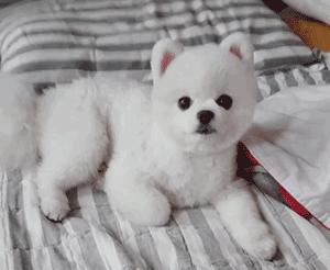 最好养的狗狗是哪种狗狗,最适合养的狗狗前十名