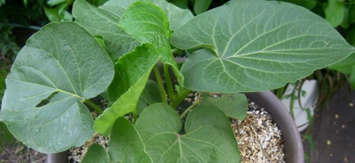 纯天然植物染发有什么危害,纯天然无添加对人体零伤害