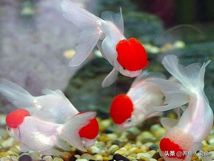 有哪些好看的金鱼可以养,十大最好养观赏鱼金鱼