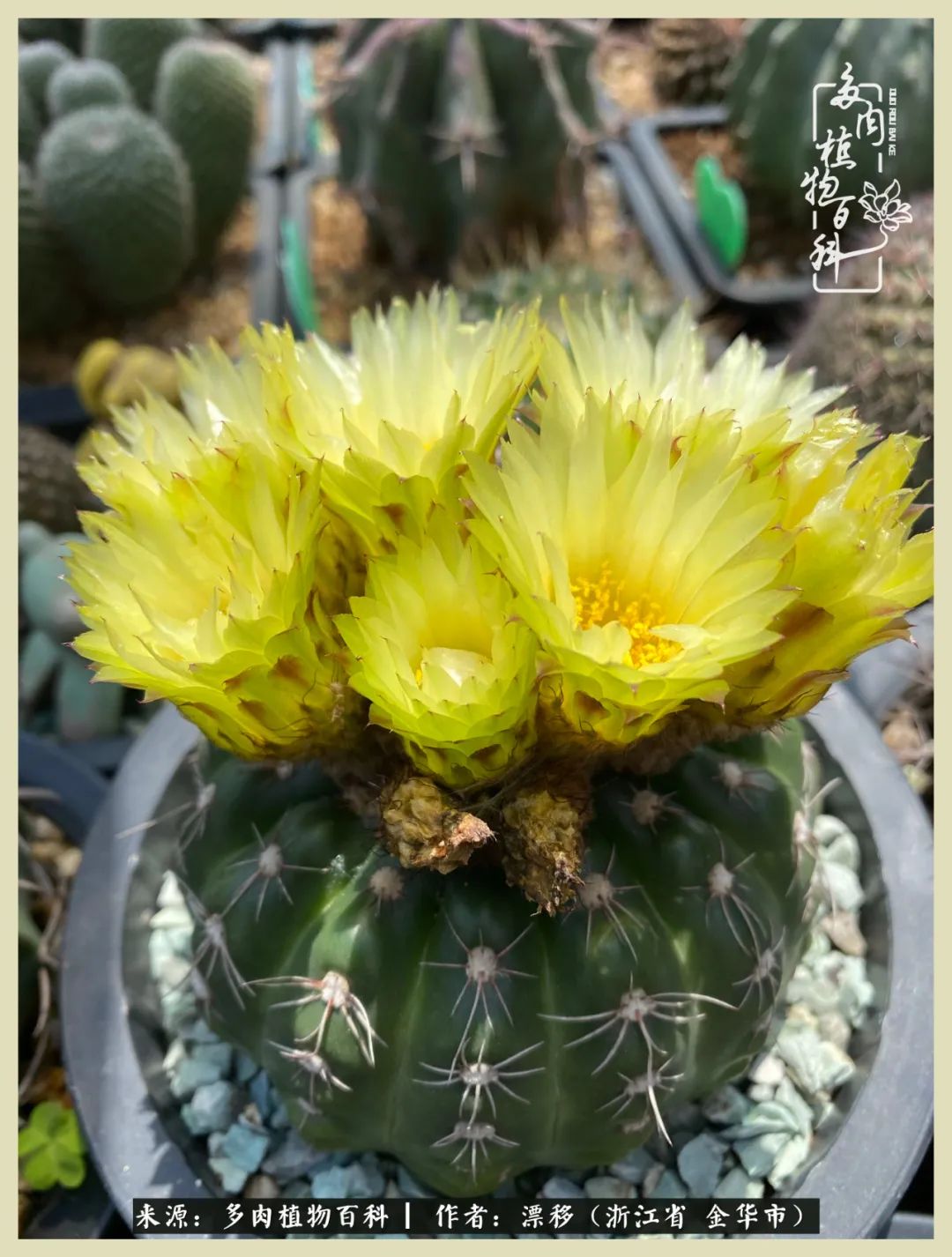 仙人球开花并散发着香味,仙人球花盛开吐露芬芳