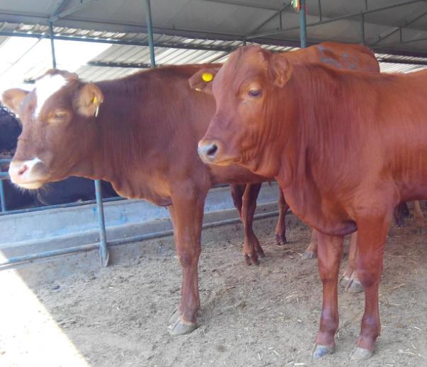 养牛赚钱吗一只羊能赚多少,养牛一年能赚多少钱