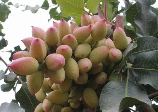 开心果为什么叫开心果,开心果的原果是什么样的