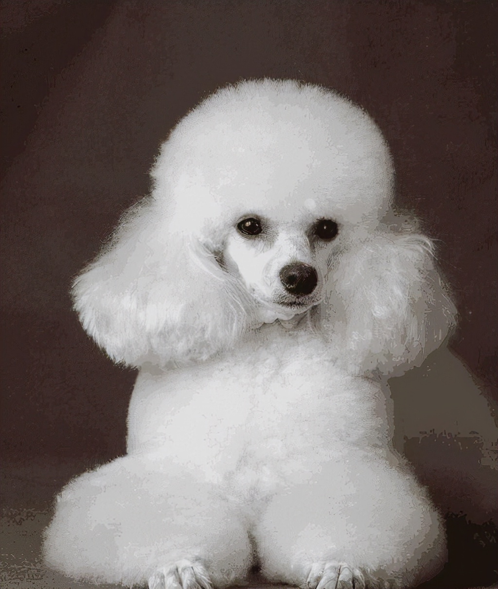 长不大的小白狗是什么狗,世界上小的狗都有哪一种