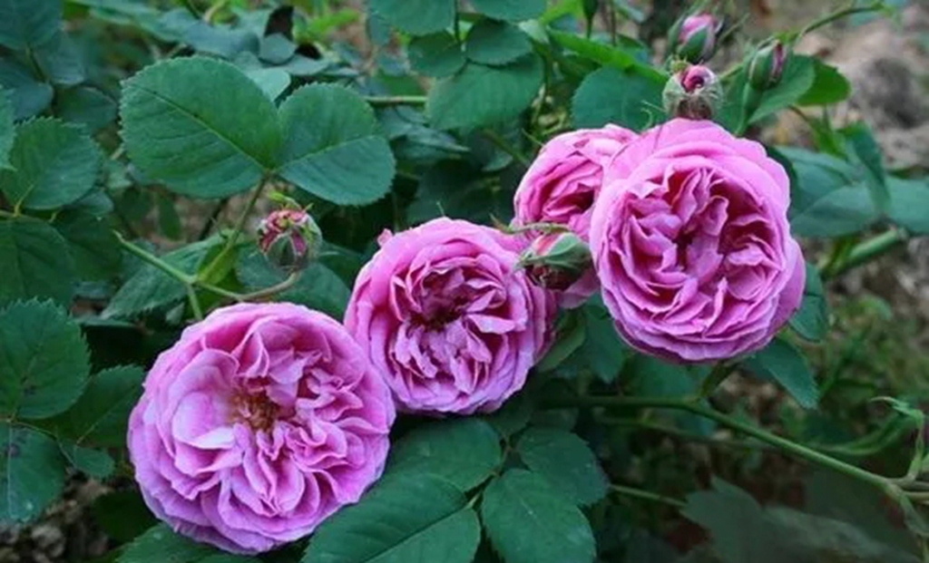 100种月季品种大全集,适合地栽的蓝紫色月季有哪些