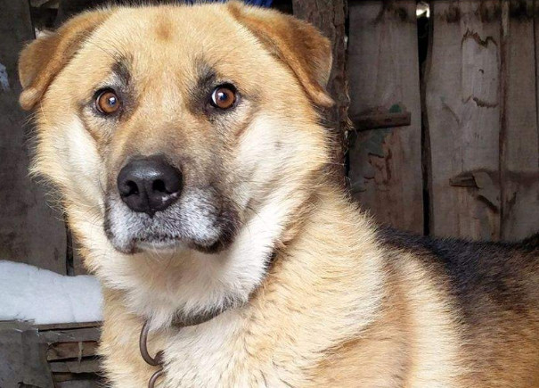 狗翻肠有什么说法,狗翻肠什么意思