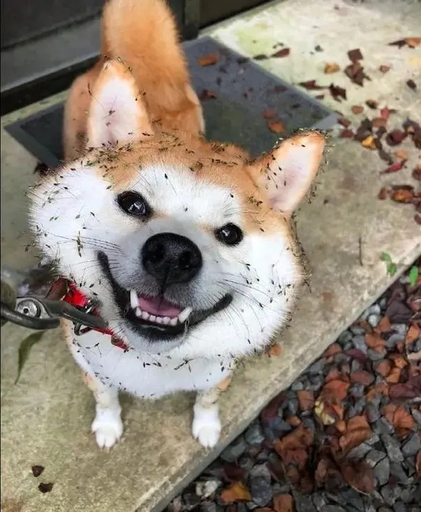 在柴犬犬舍买一只柴犬是什么体验,柴犬为什么宠物店不喜欢