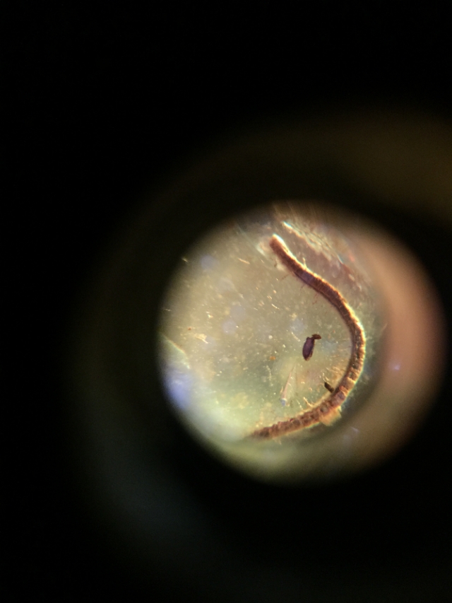 数千万年前琥珀是怎么成形的,琥珀完美封存的古老记忆