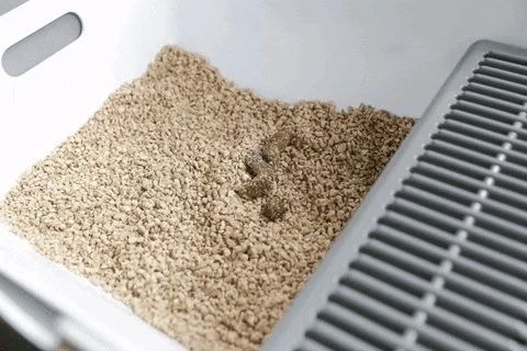 猫咪出现血便怎么办,家猫抓出血了怎样处理