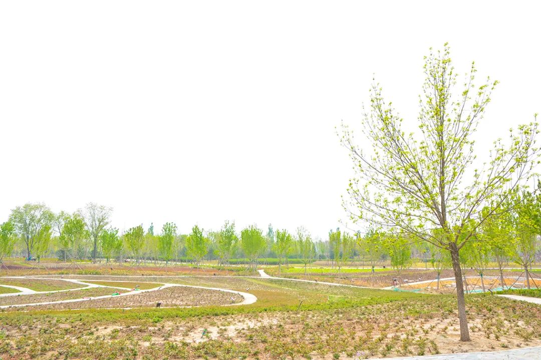 春意盎然北京五大公园,北京区级综合性公园