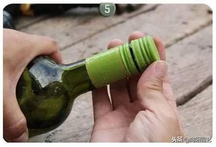 空酒瓶创意改造盆栽,室内盆栽植物专用瓶