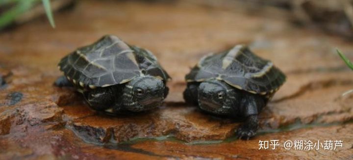 篆书百龟图图片大全,百龟高清图片大全