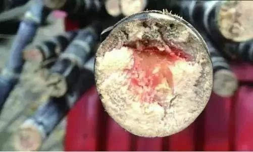 比毒蛇还毒的东西,比毒蛇还毒的生物