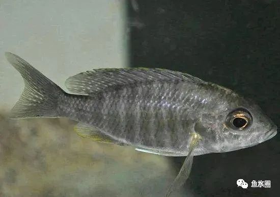 三湖慈鲷马鲷孔雀珍珠系能长多大,三湖慈鲷之孔雀