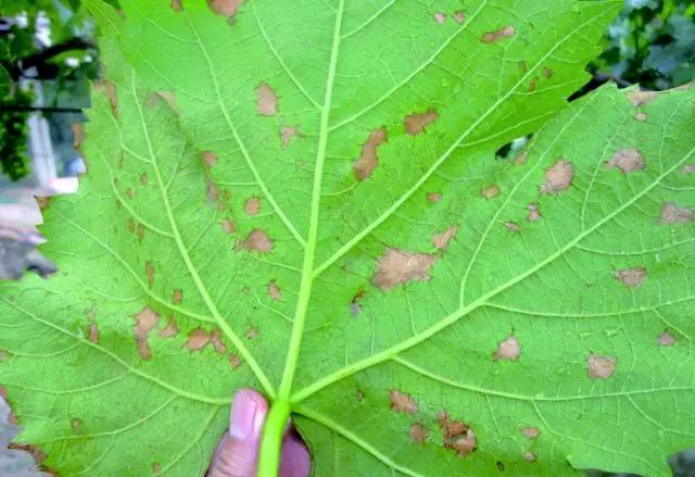 葡萄生理性枯叶怎么处理,葡萄落叶病害治疗