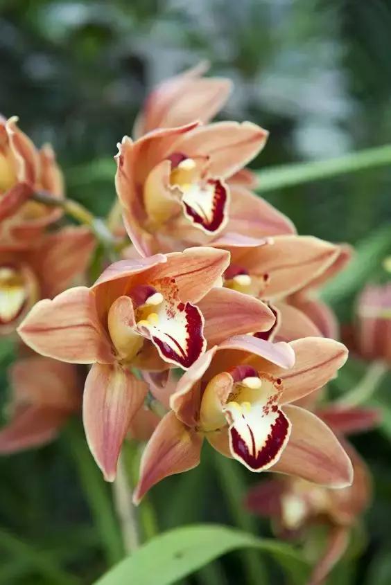 中国兰花名品介绍与欣赏,盆栽极品兰花喜迎新春