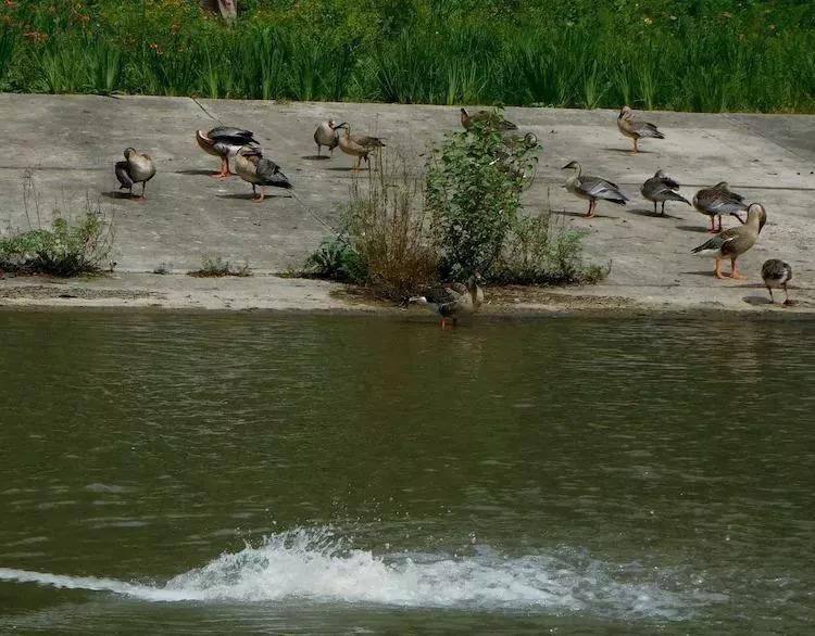 北京独门独院小四合院出售,北京四合院单身公寓