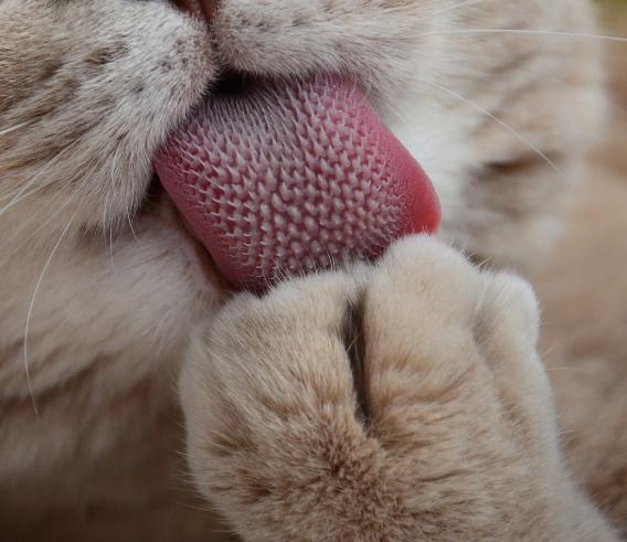 猫咪会中毒吗，猫咪中毒前如何预防，宠物猫中毒该如何治疗？