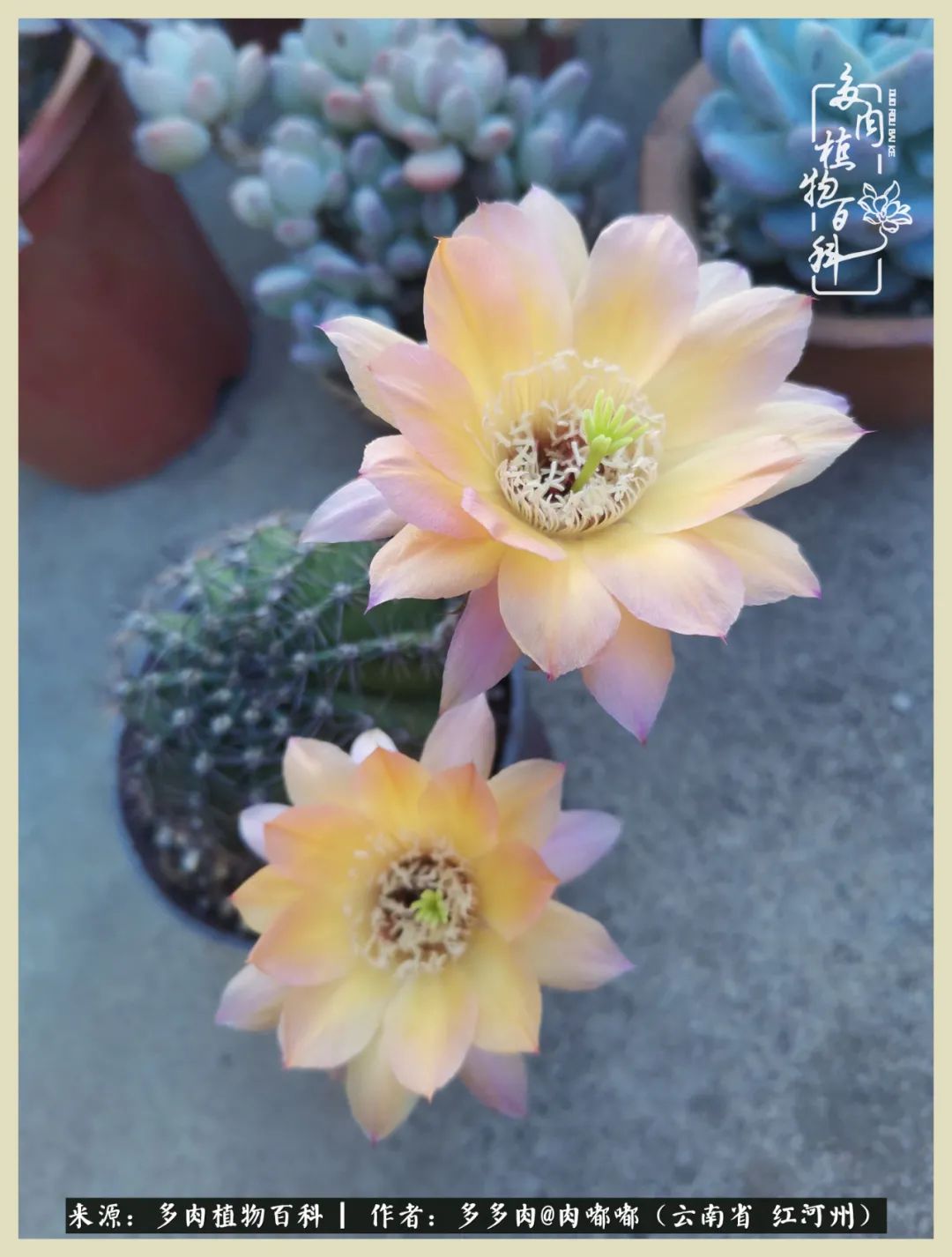 这个春天我们一起去赏花,这个季节我们一起去看花