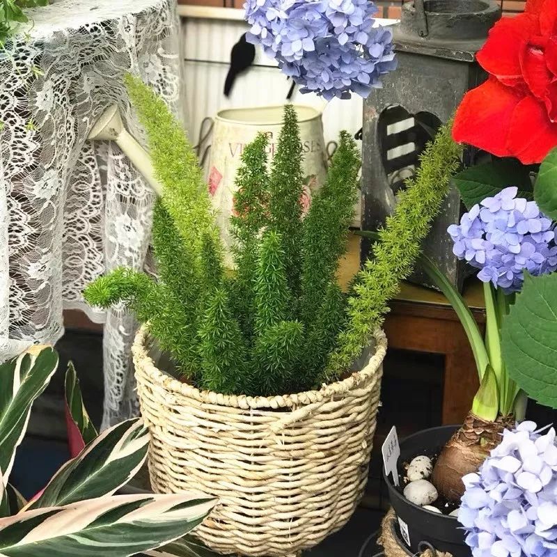 94种常见唯美观叶植物,会开花的绿色硬叶植物