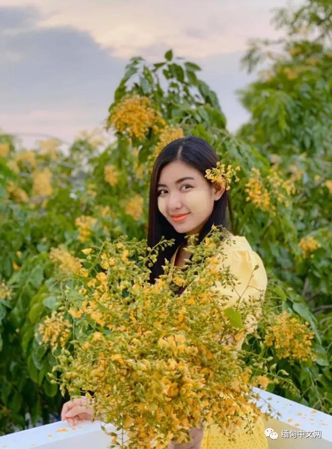 紫檀花开独一无二,紫檀花开了视频