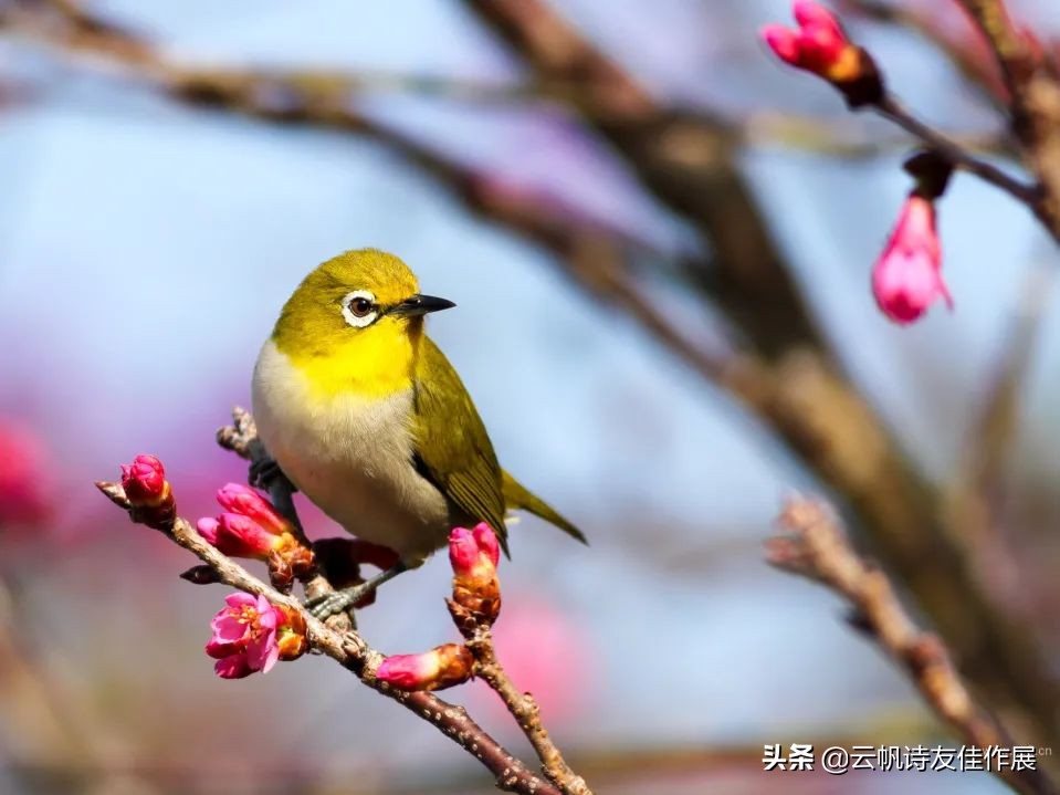 「名家诊诗」高朝先：实例点评话改诗（下）