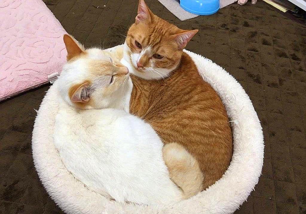 猫咪感冒打喷嚏流鼻涕是猫鼻支吗,猫咪感冒流脓鼻涕是什么情况