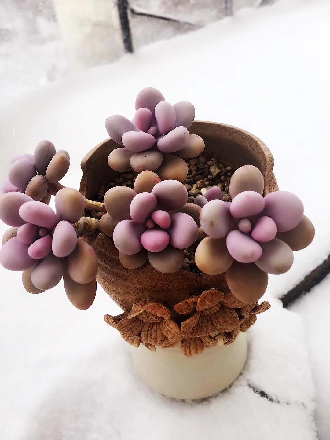 多肉是如何上色的,多肉怎么上色快又好看的绝招