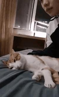 nuc8黑苹果完整教程,nuc里目前最完美的黑苹果