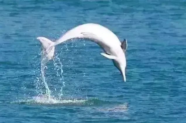 6成人去了这个半岛，都换了微信头像！广东“小希腊”要火了