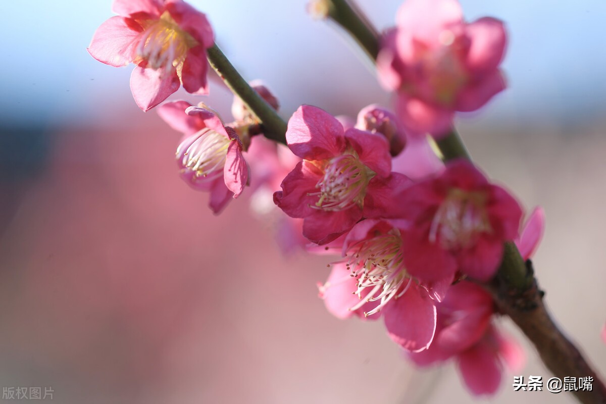 列子原文及译文朗读,列子杨朱篇译文