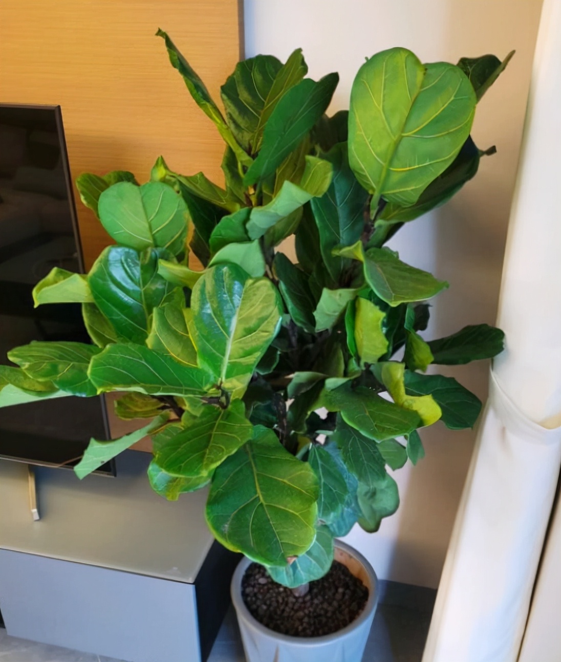 养花的正确方式我们怎么养,养花不必买肥料记住这4个方法