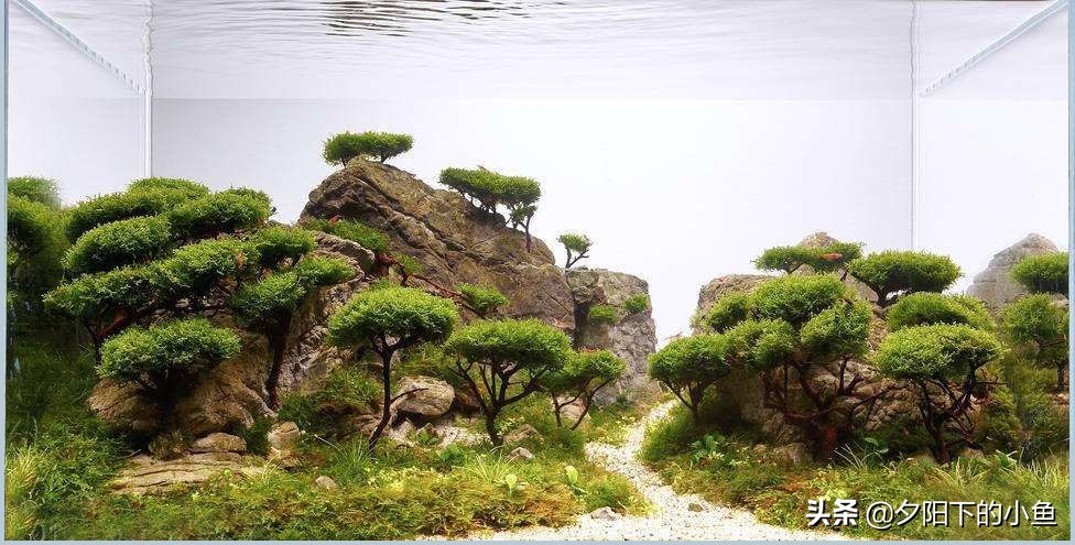 新手养水草臭了怎么办,新手养水草缸教学