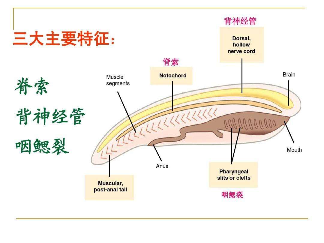 复杂的眼睛是反对进化论的证据？其实它恰好反映了进化的粗糙