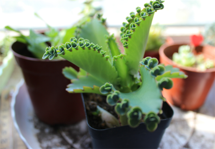 落地生根不死鸟多肉,多肉不死鸟怎么养能爆盆