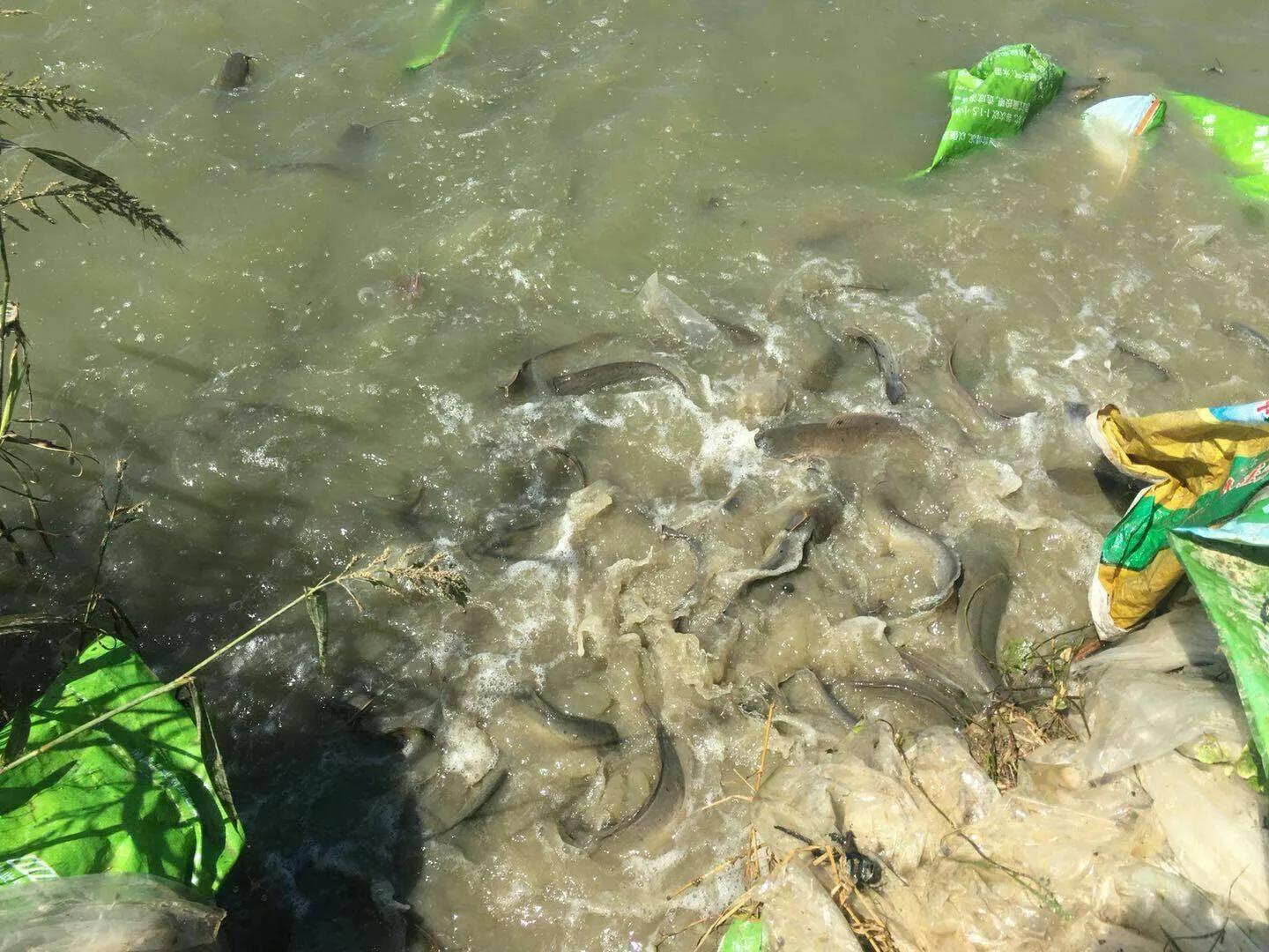 十大入侵最严重的鱼,入侵我国最惨的物种鱼