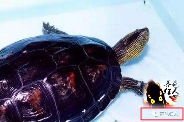 中华花龟和台湾花龟有什么区别,斑纹草龟和普通草龟的区别