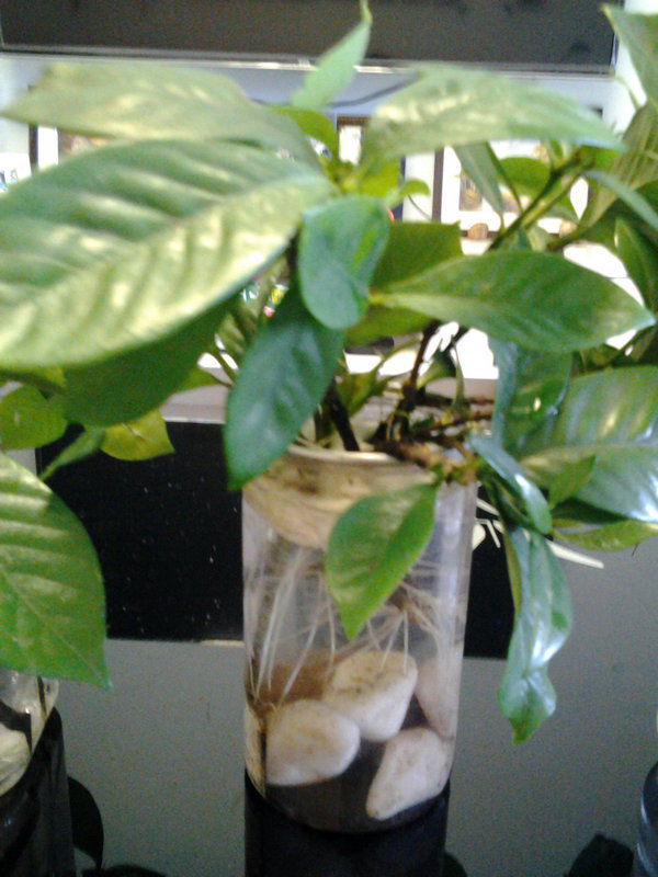 水培栀子花正确方法,栀子花水培生根