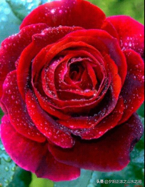 一路鲜花芬芳小说免费看,一路鲜花芬芳