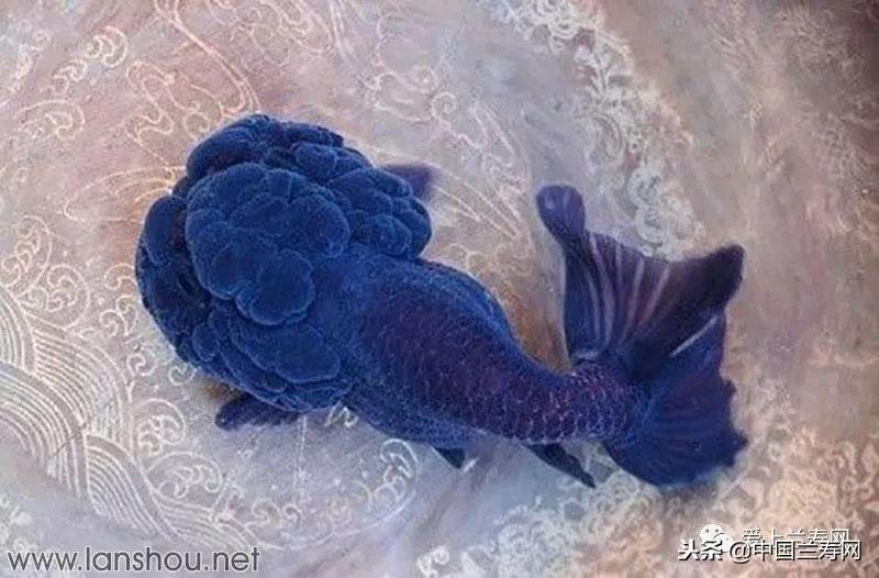 十大最稀有的金鱼品种,比较大的金鱼品种有哪些